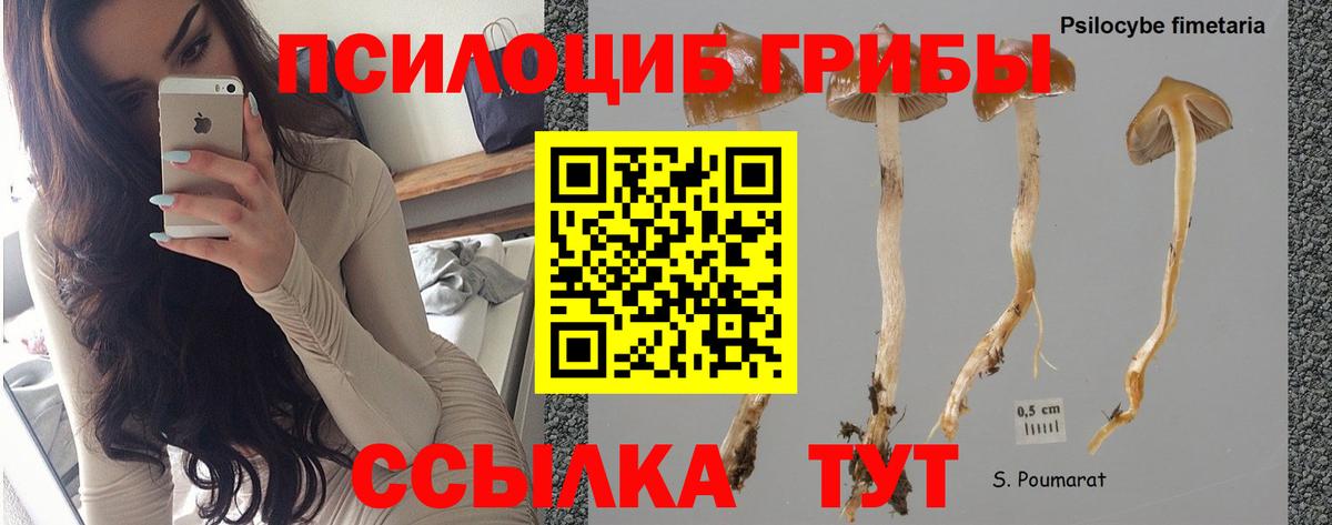 Псилоцибиновые грибы прущие грибы Котельники